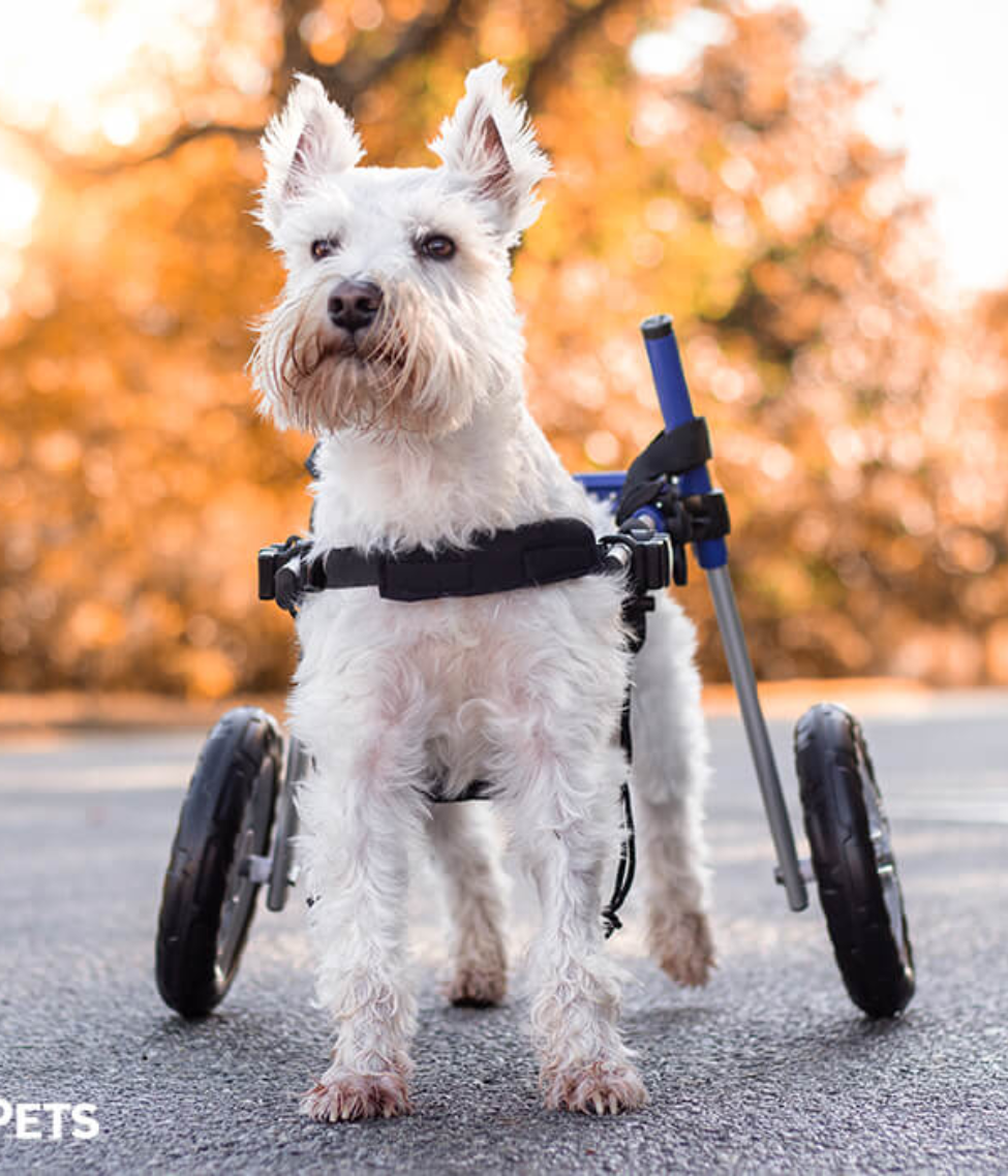 Walkin’ Wheels SMALL Dog Wheelchair (3.5 - 11kg)