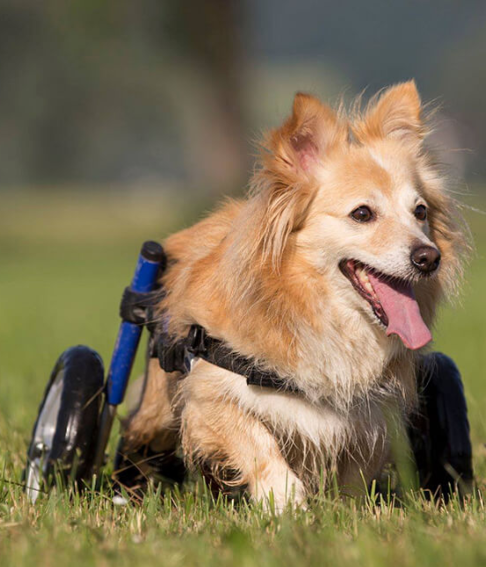 Walkin’ Wheels SMALL Dog Wheelchair (3.5 - 11kg)