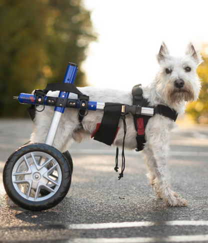 Walkin’ Wheels SMALL Dog Wheelchair (3.5 - 11kg)