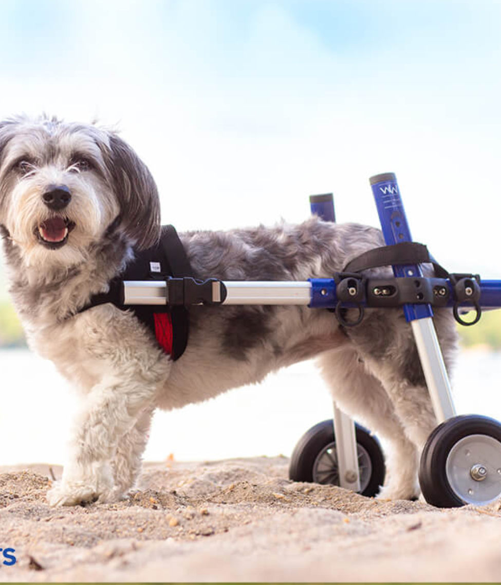 Walkin’ Wheels SMALL Dog Wheelchair (3.5 - 11kg)