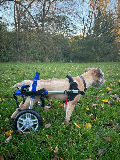 Walkin’ Wheels SMALL Dog Wheelchair (3.5 - 11kg)