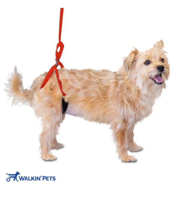 Walkin' Up-n-Go Rear Support Leash