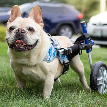 Front Warrior Harness for Walkin' Dog Wheelchair