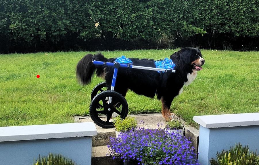 Walkin’ Wheels LARGE Dog Wheelchair (31 - 82kg)
