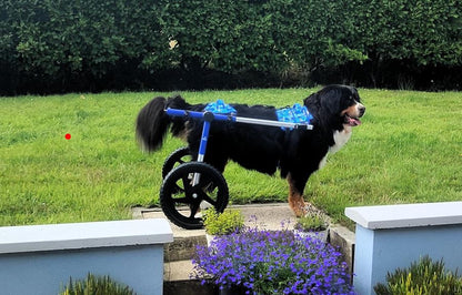 Walkin’ Wheels LARGE Dog Wheelchair (31 - 82kg)