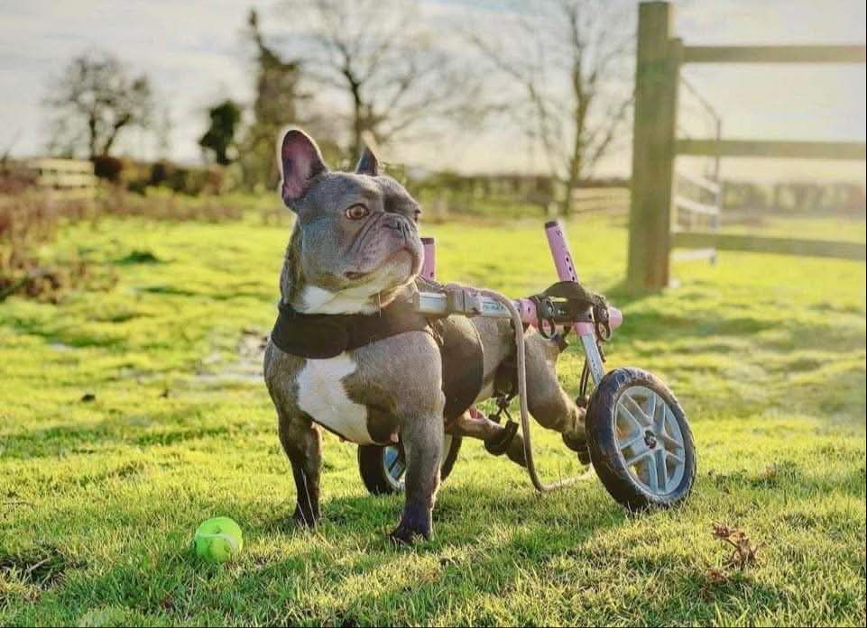 Walkin' Wheels SMALL Dog Wheelchair 11kg) – Wheels4Dogs