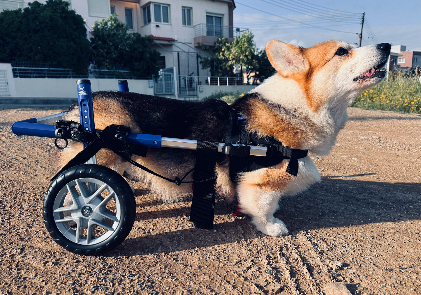 Walkin’ Wheels CORGI Dog Wheelchair