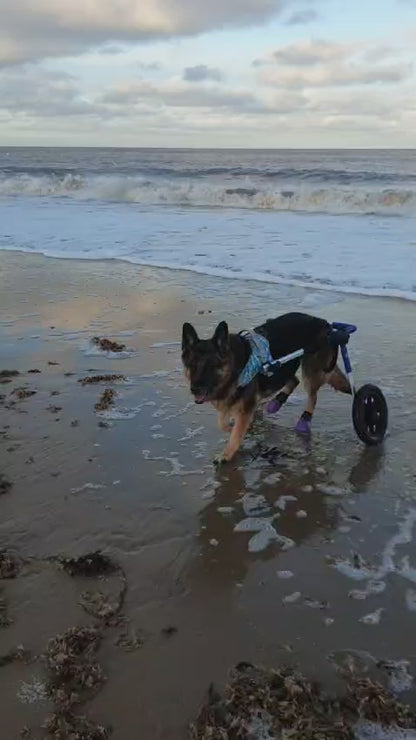 Walkin’ Wheels LARGE Dog Wheelchair (31 - 82kg)