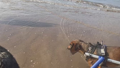 Walkin’ Wheels Full Support Quad 4 Wheel - Dog Wheelchair LARGE (31 - 82kg)