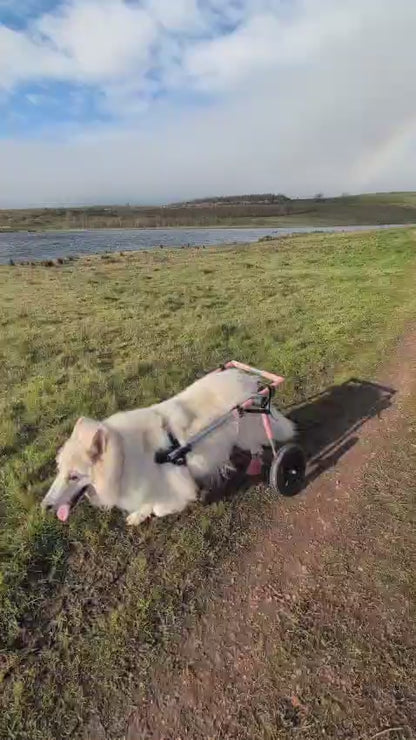 Walkin’ Wheels LARGE Dog Wheelchair (31 - 82kg)