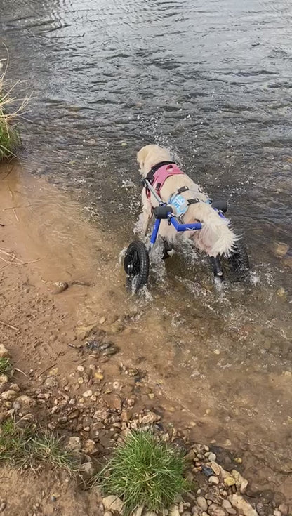 Walkin’ Wheels MEDIUM Dog Wheelchair (11 - 30kg)