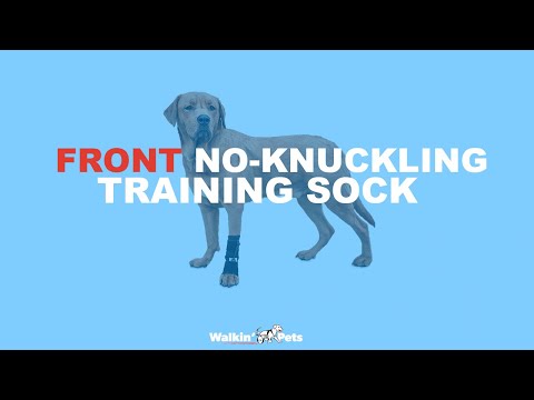 Walkin'Front No-Knuckling Training Sock|前足の下で指を鳴らしたり、前足をドラッグしたりするときに、犬が足を拾うのに役立つ Dog Knuckling or Dragging Paws Helped with No-Knuckling Training