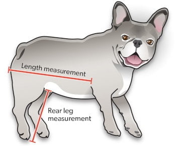 a diagram showing how to measure your dogs rear leg height for a wheels4dogs wheelchair