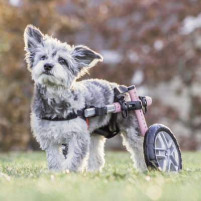Veroveren zeewier experimenteel Wheels4Dogs | Dog Wheelchairs | Pet Mobility Aids